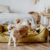 Εικόνα της Hunter Κρεββάτι Σκύλου Eiby Κίτρινο