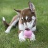 Εικόνα της Kong Easy Treat Puppy 226gr