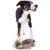 Εικόνα της Hunter Παιχνίδι Σκύλου Wildlife Duck (27cm)
