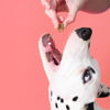 Εικόνα της Pooch & Mutt Λιχουδιές Σκύλου Dental 120gr