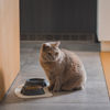 Εικόνα της Fiboo Μπολ Γάτας Από Ανακυκλώσιμο Πλαστικό Κίτρινο (13,2×13,2×3,6cm)