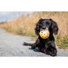 Εικόνα της Trixie Παιχνίδι Μπάλα Με Τρύπες Για Σκύλους Με Προβλήματα Όρασης ή Τυφλά 7cm