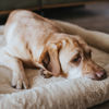Picture of Hunter Στρώμα - Χαλάκι Σκύλου Vermont Cozy (100x80cm)
