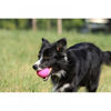 Εικόνα της Kiwi Walker Παιχνίδι Σκύλου Μπάλα Let`s Play Ball Πράσινο 9cm